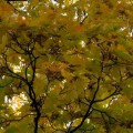 Осень. Осенние листья.