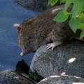 Крыса на водопое